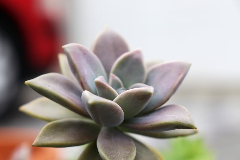 Low-Maintenance Succulents